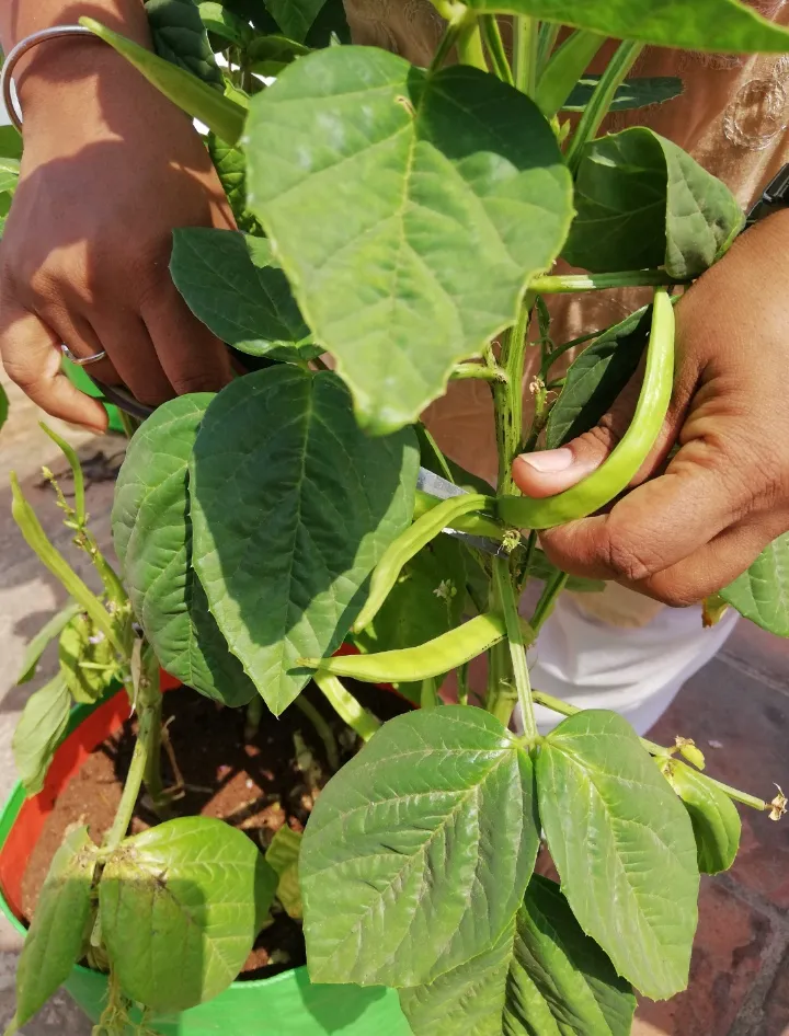School garden environment